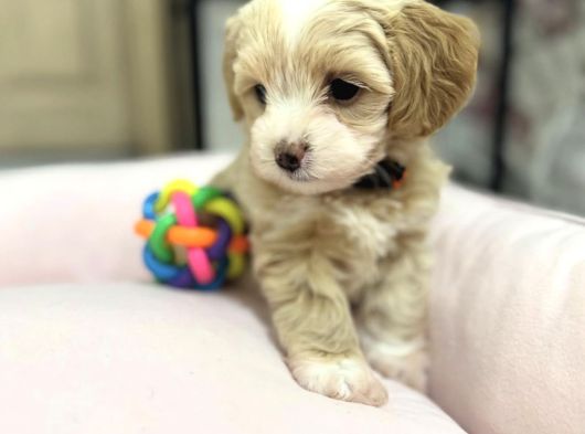 Sevi̇mli̇ Malti̇poo Yavrular görsel