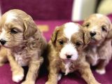 MASKELİ MALTİPOO BEBEKLERİMİZ