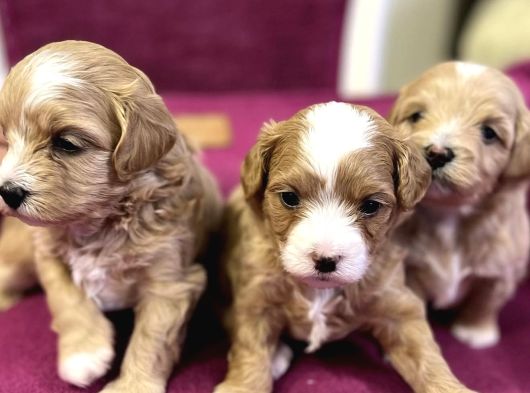 Maskeli̇ Malti̇poo Bebekleri̇mi̇z