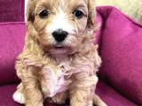 Maskeli̇ Malti̇poo Bebekleri̇mi̇z
