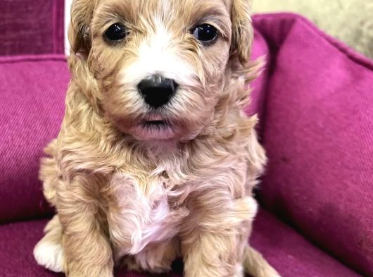 Maskeli̇ Malti̇poo Bebekleri̇mi̇z görsel