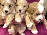 Maskeli̇ Malti̇poo Bebekleri̇mi̇z