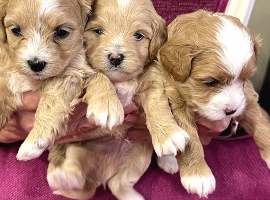 Maskeli̇ Malti̇poo Bebekleri̇mi̇z görsel