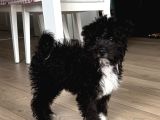 Toy Poodle Maltipoo 4 Aylık