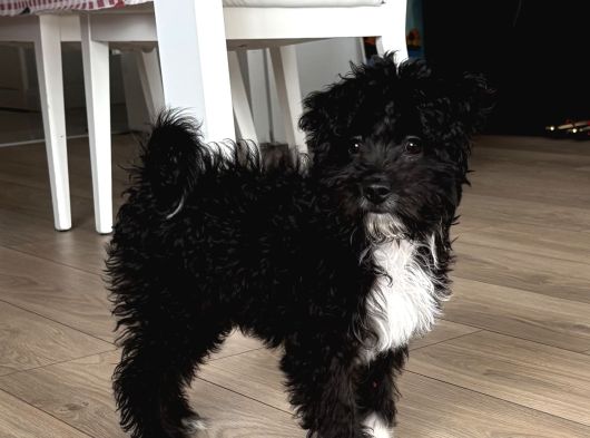 Toy Poodle Maltipoo 4 Aylık