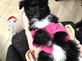 Toy Poodle Maltipoo 4 Aylık