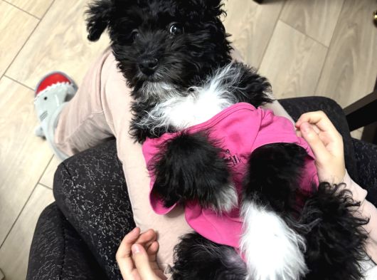 Toy Poodle Maltipoo 4 Aylık görsel