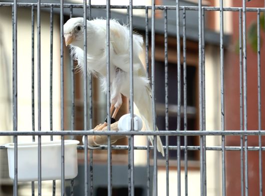 Öten Sağlikli Kanarya görsel