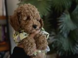 Orijinal Toy Poodle