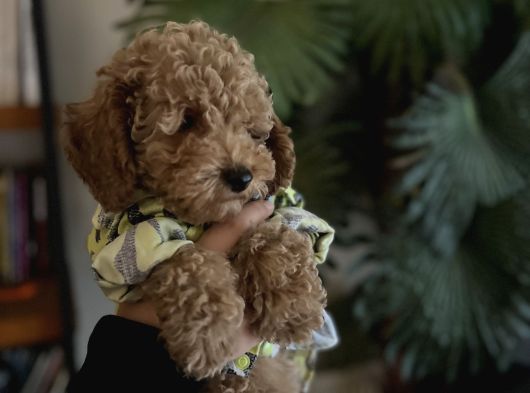 Orijinal Toy Poodle görsel