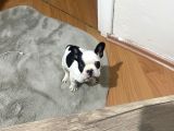3 Aylık Sağlıklı French Bulldog Yavrusu  Yeni Ailesini Ar5