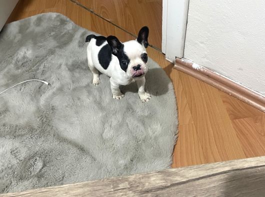 3 Aylık Sağlıklı French Bulldog Yavrusu  Yeni Ailesini Ar5 görsel