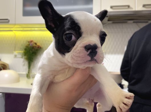 3 Aylık Sağlıklı French Bulldog Yavrusu  Yeni Ailesini Ar5 görsel
