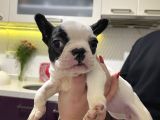3 Aylık Sağlıklı French Bulldog Yavrusu  Yeni Ailesini Ar5