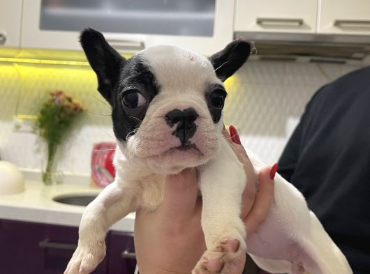 3 Aylık Sağlıklı French Bulldog Yavrusu  Yeni Ailesini Ar5 görsel