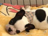 3 aylık Sağlıklı French Bulldog Yavrusu  Yeni Ailesini Ar5