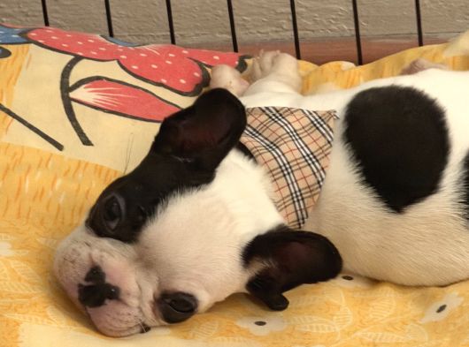 3 Aylık Sağlıklı French Bulldog Yavrusu  Yeni Ailesini Ar5