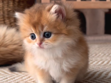 Safkan Golden Longhair Dişi