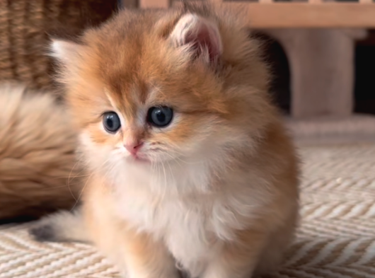 Safkan Golden Longhair Dişi görsel