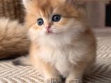 Safkan Golden Longhair Dişi
