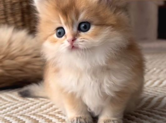 Safkan Golden Longhair Dişi görsel