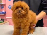 Maltipoo Yavrular