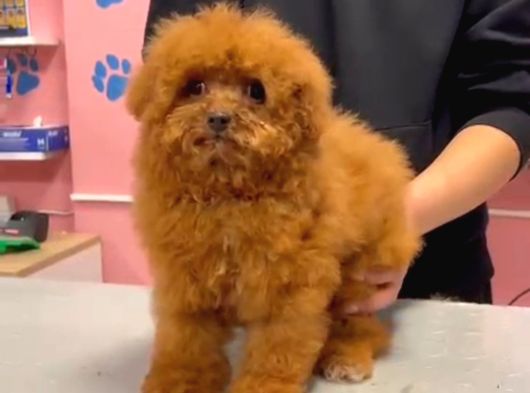 Maltipoo Yavrular görsel