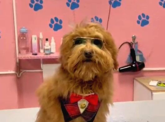 Maltipoo Yavrular