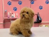 Maltipoo Yavrular