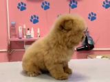 Maltipoo Yavrular