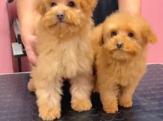Red-Apricot Poodle Yavrular görsel
