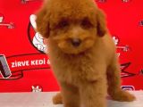 Red-Apricot Poodle Yavrular