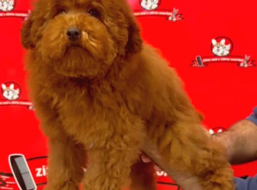 Red-Apricot Poodle Yavrular görsel