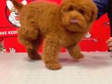 Red-Apricot Poodle Yavrular