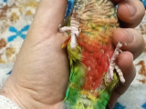 Konur Papağanı