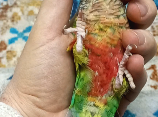 Konur Papağanı görsel