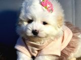 A kalite kore maltipoo yavrular