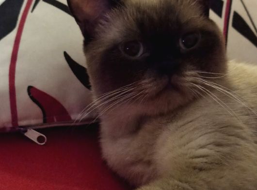 Çok Uysal Ve Insan Canlısı British Shorthair görsel