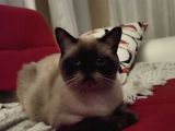 Çok Uysal Ve Insan Canlısı British Shorthair