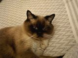 Çok uysal ve insan canlısı british shorthair