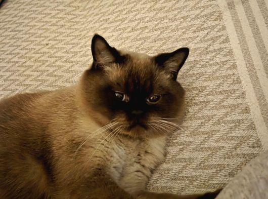 Çok Uysal Ve Insan Canlısı British Shorthair