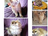 SECERELİ YETİŞKİN İTİSH SHORTHAİR VE LONGHAİR GOLDEN KEDİLER