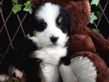 Sahi̇bi̇n Den Bernese Mountai̇n Yavrular
