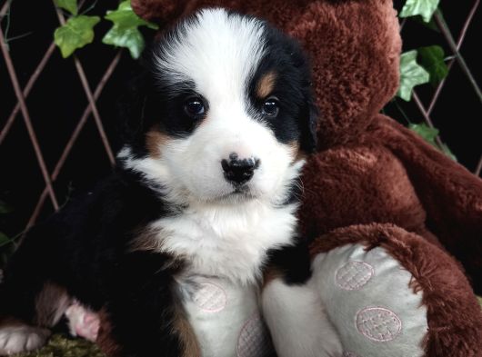 Sahi̇bi̇n Den Bernese Mountai̇n Yavrular görsel