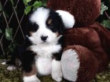 Sahi̇bi̇n Den Bernese Mountai̇n Yavrular