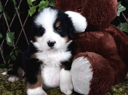 Sahi̇bi̇n Den Bernese Mountai̇n Yavrular görsel