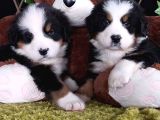 Sahi̇bi̇n Den Bernese Mountai̇n Yavrular