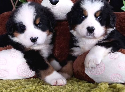 Sahi̇bi̇n Den Bernese Mountai̇n Yavrular görsel