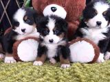 Sahi̇bi̇n Den Bernese Mountai̇n Yavrular
