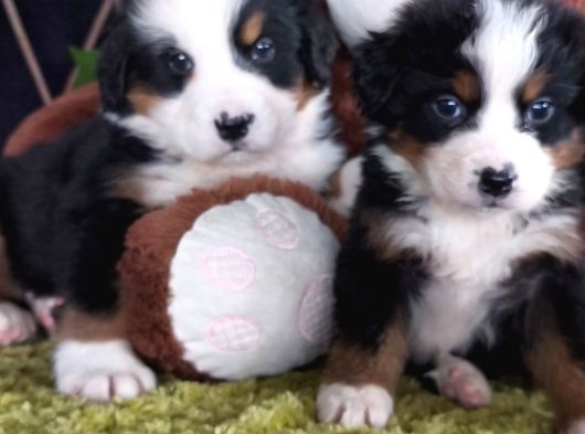 Sahi̇bi̇n Den Bernese Mountai̇n Yavrular görsel